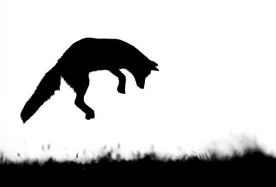 Sauvage en noir ou blanc