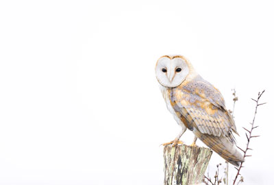 Dans les yeux de Tyto alba