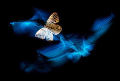 Les fées papillons
