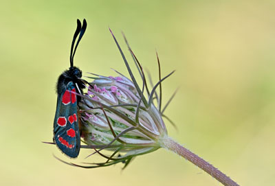 Les trésors du jardin